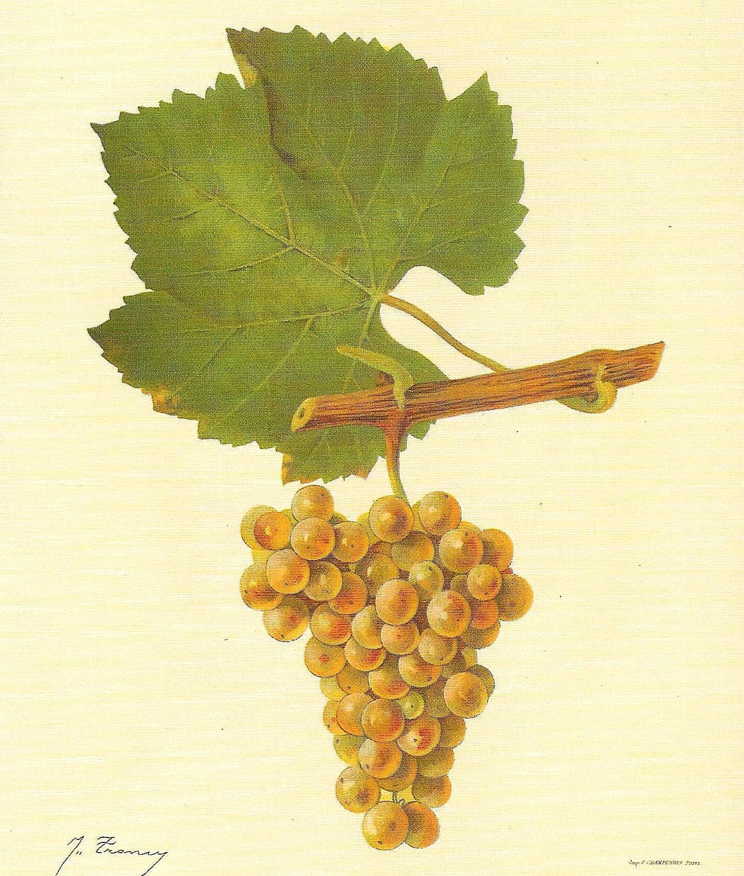 Hand-painted botanical plate of a Chardonnay vine cane with golden-green bunches, from Viala & Vermorel, 1901–1910