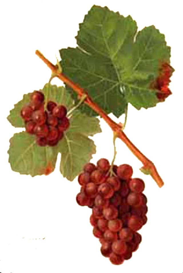 Hand-painted botanical plate of a Gewürztraminer vine cane with rose-pink bunches, from Viala & Vermorel, 1901–1910