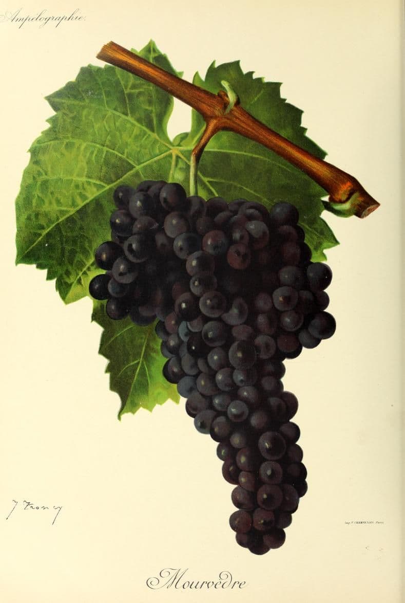 Hand-painted botanical plate of a Mourvèdre vine cane, from Viala & Vermorel, 1901–1910