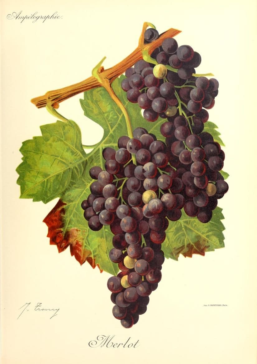 Hand-painted botanical plate of a Merlot vine cane with rounded blue-black bunches, from Viala & Vermorel, 1901–1910