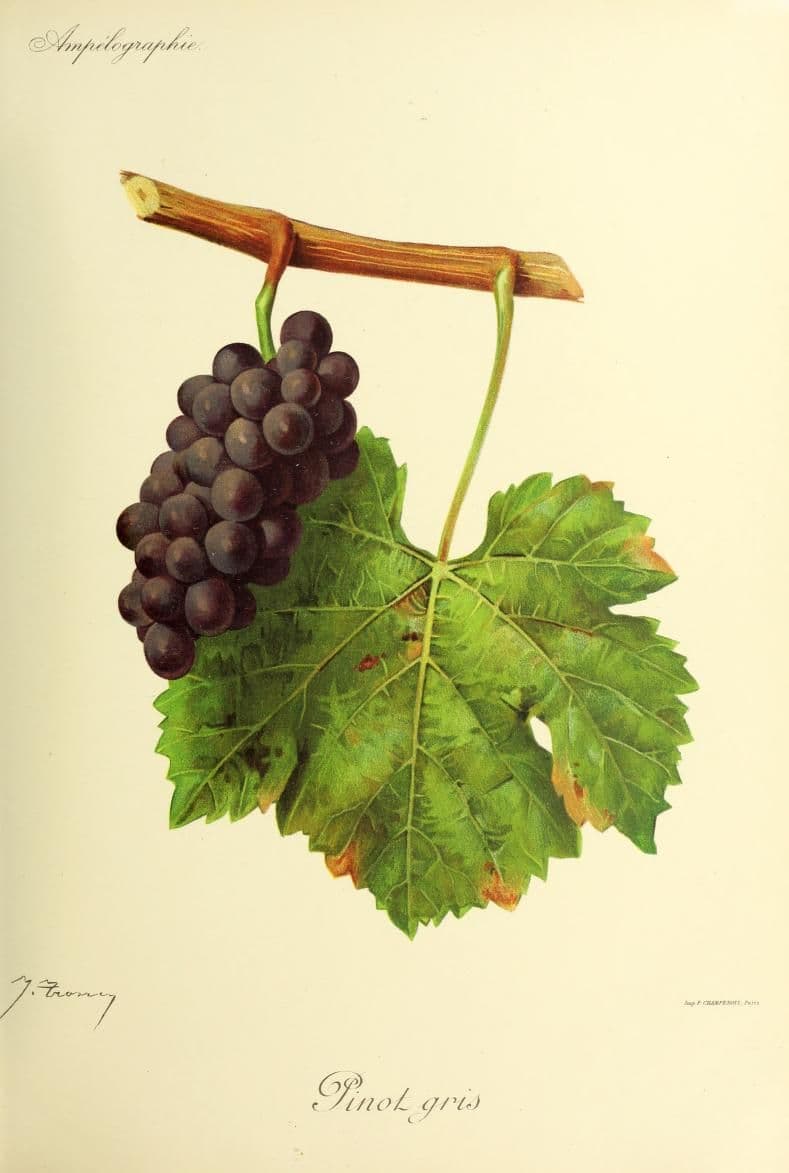 Hand-painted botanical plate of a Pinot gris vine cane with dusky rose-grey bunches, from Viala & Vermorel, 1901–1910