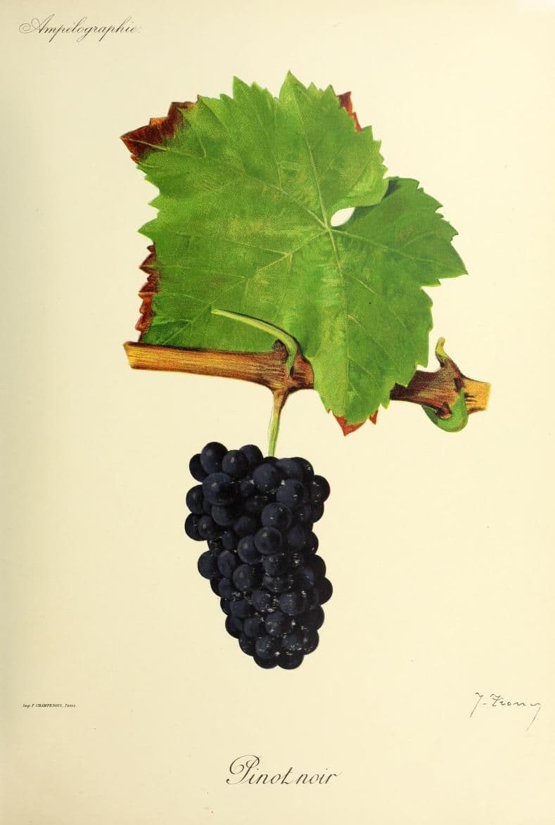 Hand-painted botanical plate of a Pinot Noir vine cane with tight blue-black bunches, from Viala & Vermorel, 1901–1910