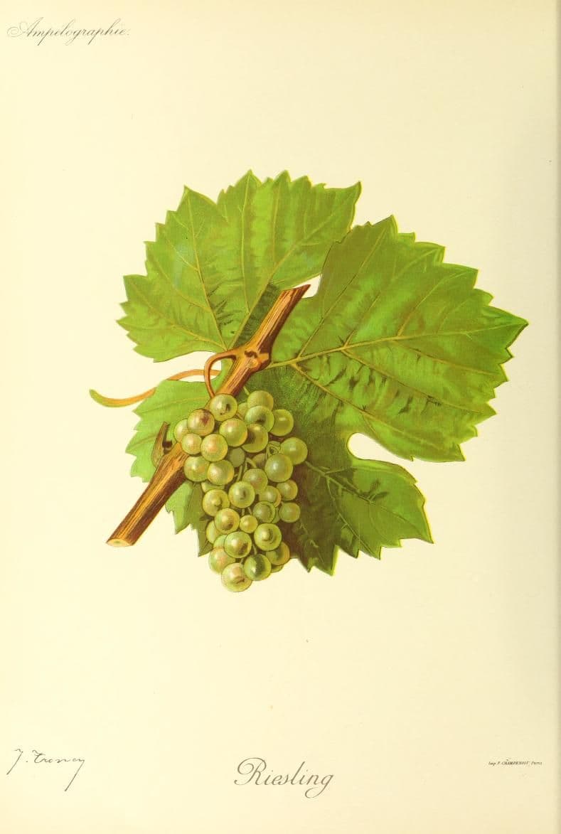 Hand-painted botanical plate of a Riesling vine cane with small golden-green bunches, from Viala & Vermorel, 1901–1910