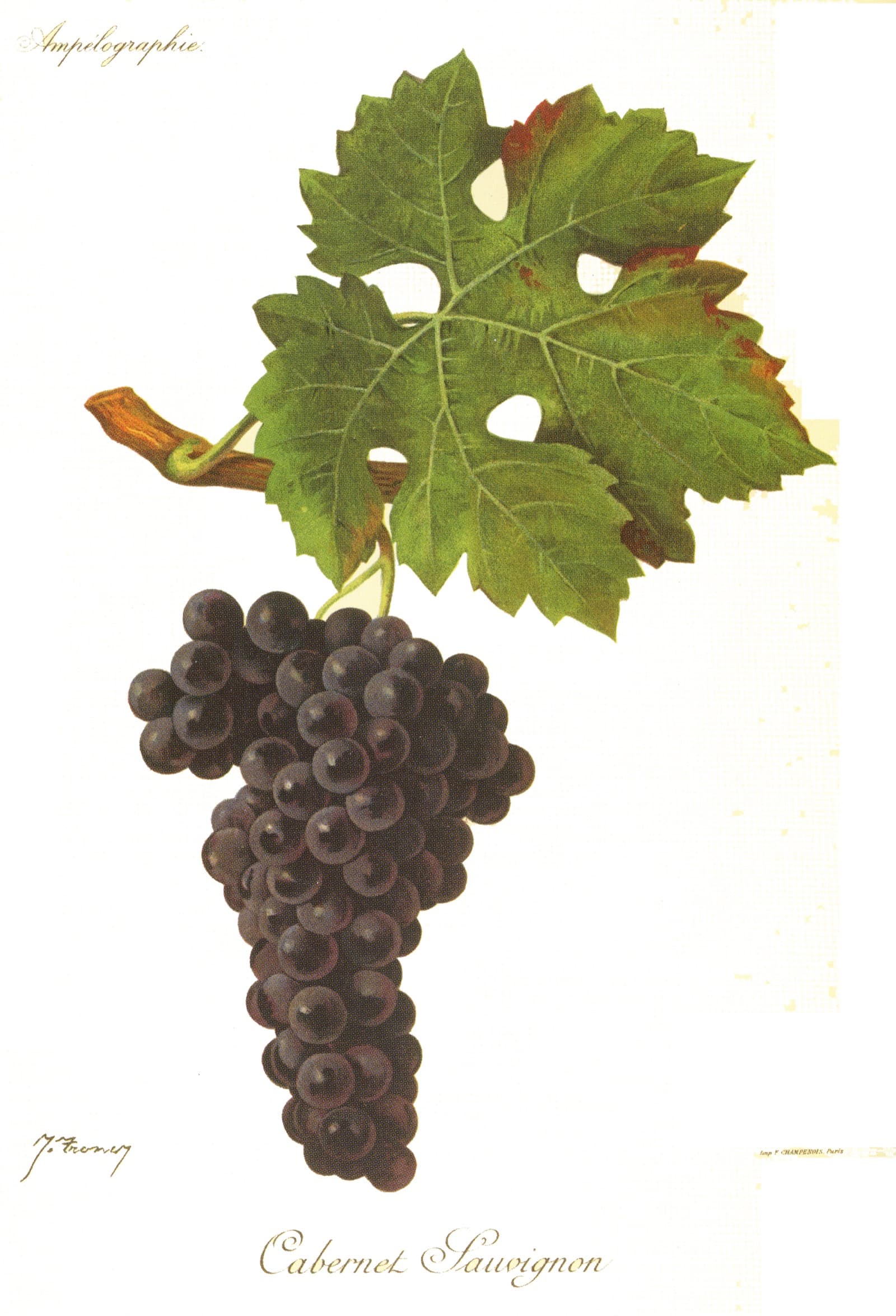 Hand-painted botanical plate of a Cabernet Sauvignon vine cane with small blue-black berries and deeply lobed leaves, from Viala & Vermorel, 1901–1910