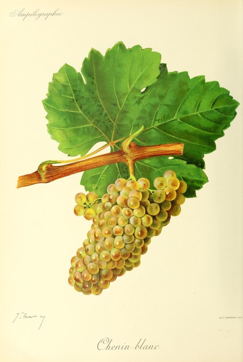 Hand-painted botanical plate of a Chenin blanc vine cane with golden-green bunches, from Viala & Vermorel, 1901–1910