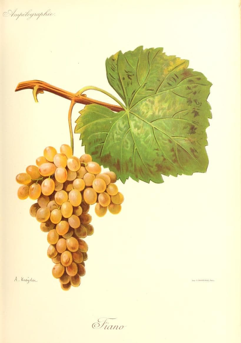 Hand-painted botanical plate of a Fiano vine cane with small golden bunches, from Viala & Vermorel, 1901–1910