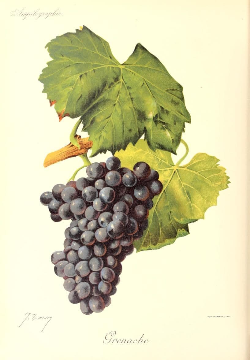 Hand-painted botanical plate of a Grenache noir vine cane with loose dark bunches, from Viala & Vermorel, 1901–1910