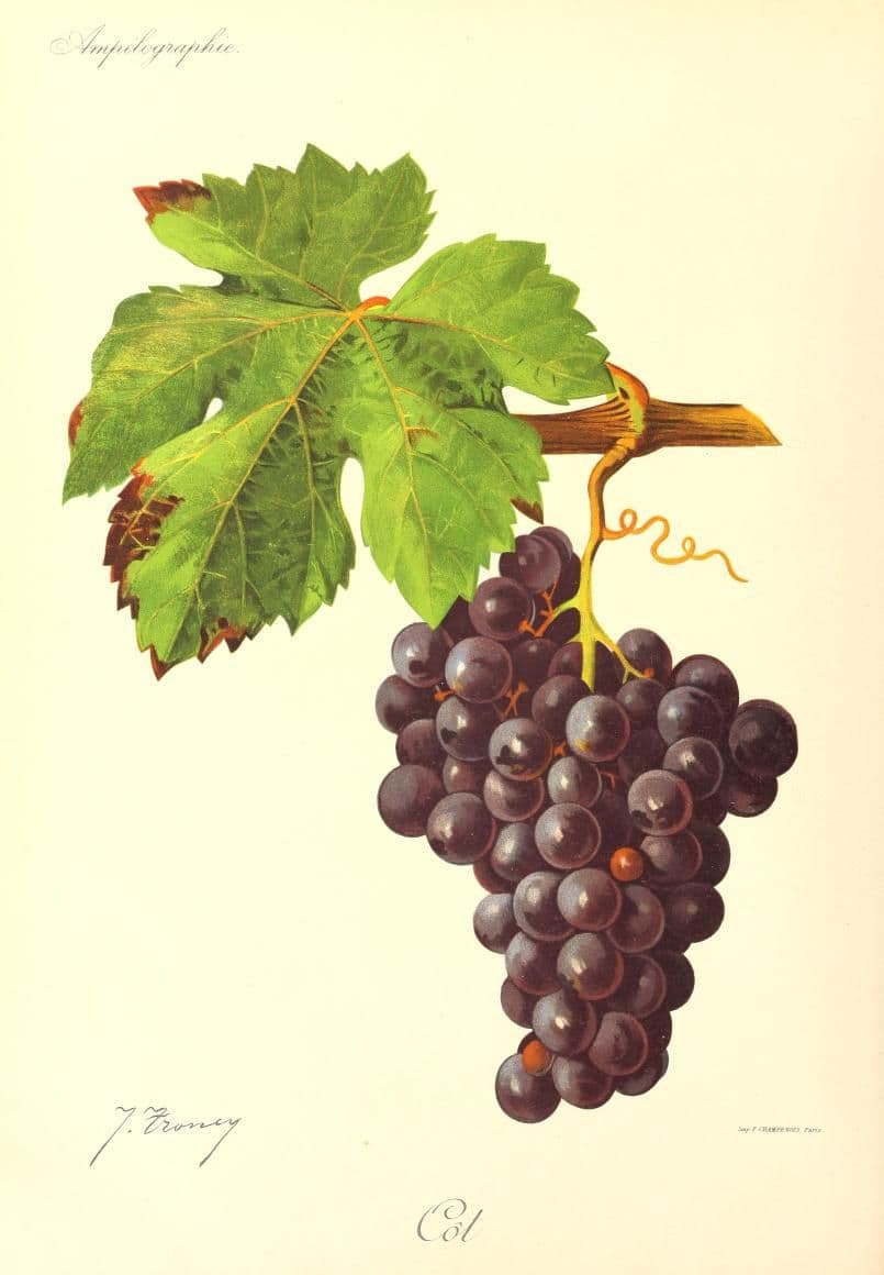 Hand-painted botanical plate of a Côt (Malbec) vine cane with small dark bunches, from Viala & Vermorel, 1901–1910