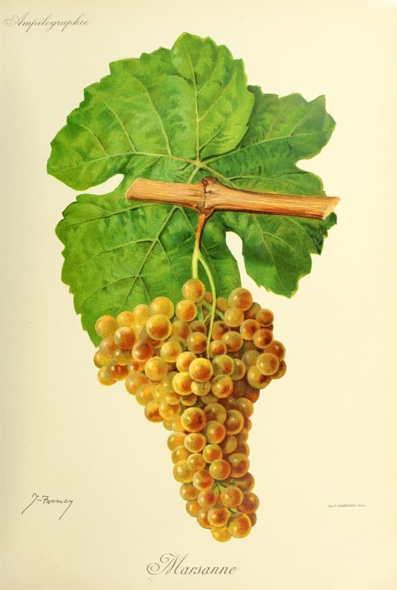 Hand-painted botanical plate of a Marsanne vine cane with pale golden bunches, from Viala & Vermorel, 1901–1910