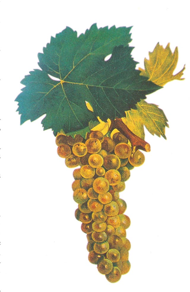 Hand-painted botanical plate of Muscat à petits grains, pale golden berries on the vine, from Viala & Vermorel, 1901–1910