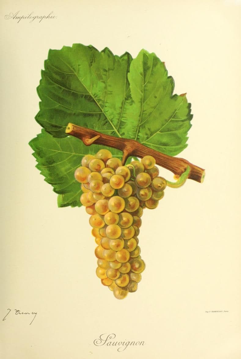 Hand-painted botanical plate of a Sauvignon vine cane with compact golden-green bunches, from Viala & Vermorel, 1901–1910
