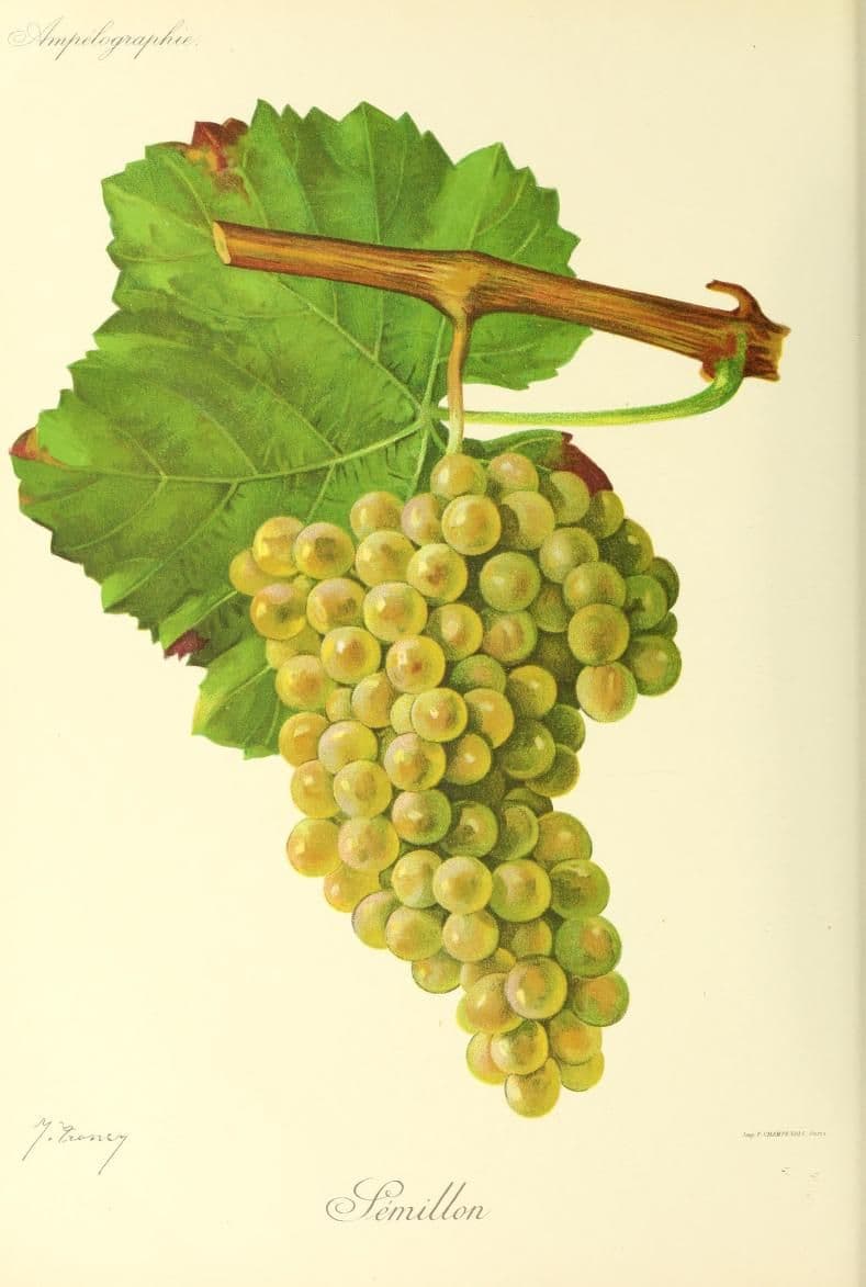 Hand-painted botanical plate of a Sémillon vine cane with golden-green grape bunches, from Viala & Vermorel, 1901–1910