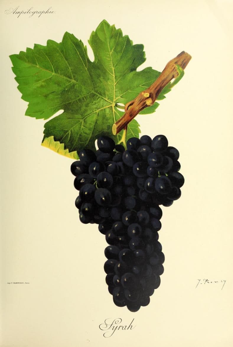 Hand-painted botanical plate of a Syrah vine cane with deep blue-black grape bunches and autumn-edged leaves, from Viala & Vermorel, 1901–1910