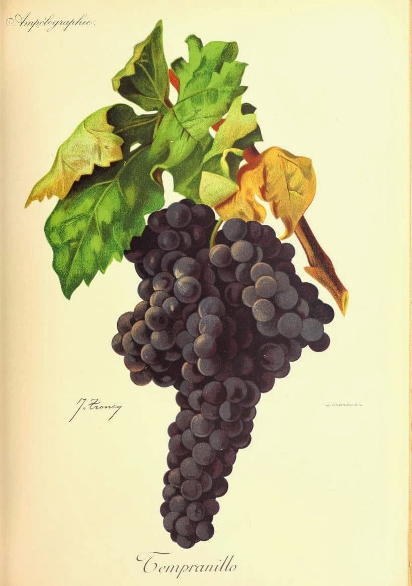 Hand-painted botanical plate of a Tempranillo vine cane with compact dark bunches, from Viala & Vermorel, 1901–1910