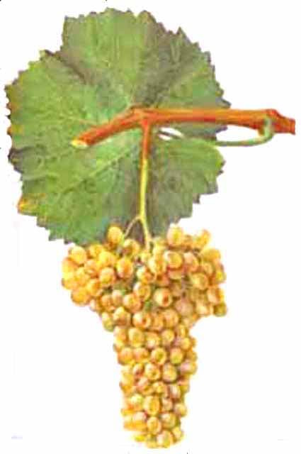 Hand-painted botanical plate of a Verdelho vine cane with pale green-gold bunches, from Viala & Vermorel, 1901–1910