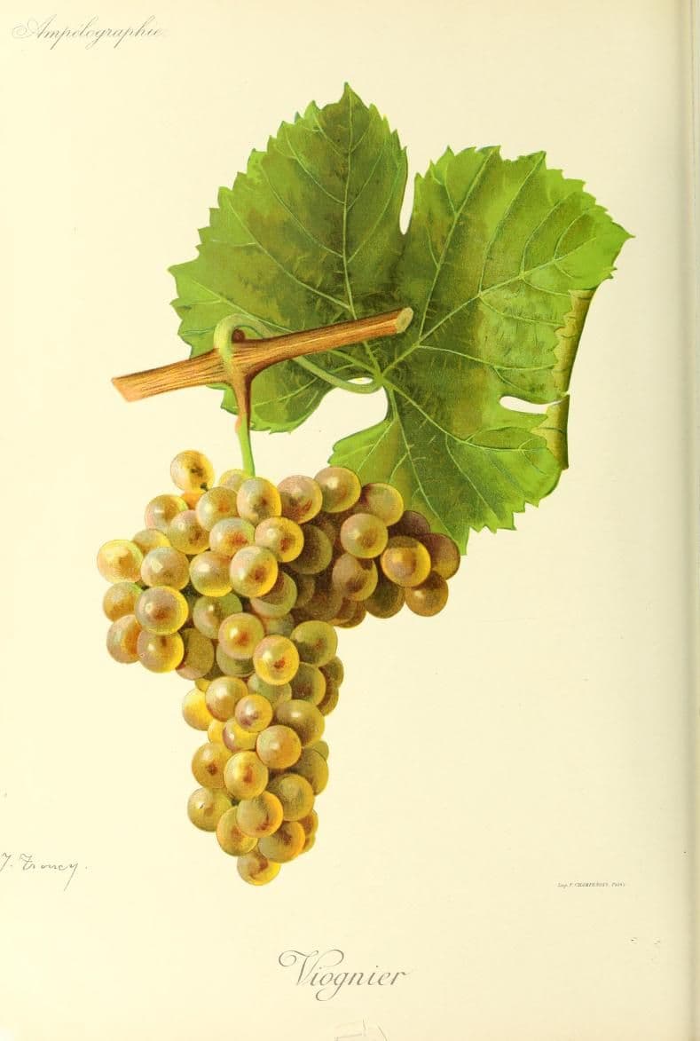 Hand-painted botanical plate of a Viognier vine cane with golden bunches, from Viala & Vermorel, 1901–1910